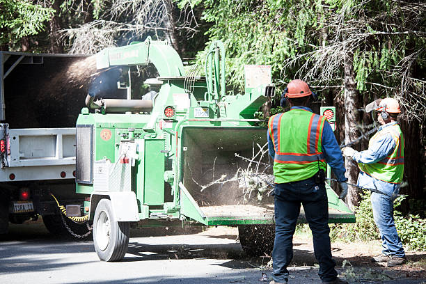 How Our Tree Care Process Works  in  Mitchellville, MD